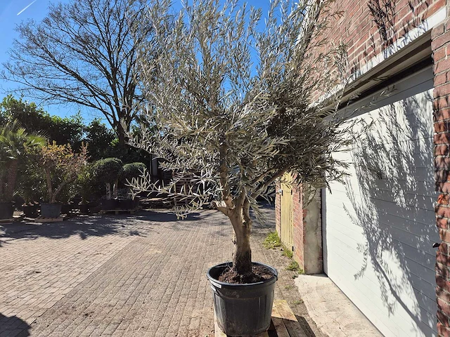 Olijfboom andalucia - olea europaea - hoogte ca. 250 cm - afbeelding 4 van  5