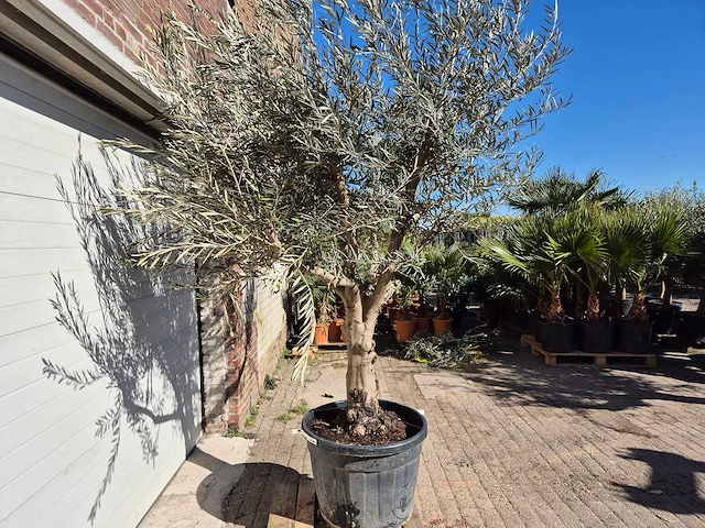 Olijfboom andalucia - olea europaea - hoogte ca. 250 cm - afbeelding 5 van  5