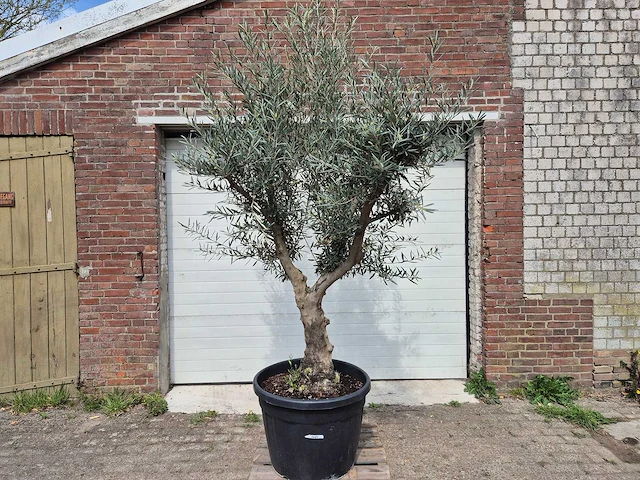 Olijfboom andalucia - olea europaea andalucia - 50 jaar oud - hoogte ca. 250 cm - afbeelding 1 van  6