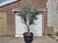 Olijfboom andalucia - olea europaea andalucia - 50 jaar oud - hoogte ca. 250 cm - afbeelding 1 van  6