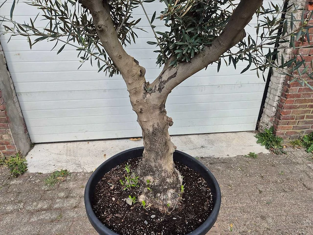 Olijfboom andalucia - olea europaea andalucia - 50 jaar oud - hoogte ca. 250 cm - afbeelding 2 van  6