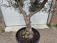 Olijfboom andalucia - olea europaea andalucia - 50 jaar oud - hoogte ca. 250 cm - afbeelding 2 van  6