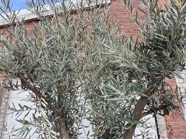 Olijfboom andalucia - olea europaea andalucia - 50 jaar oud - hoogte ca. 250 cm - afbeelding 3 van  6