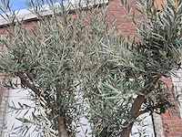 Olijfboom andalucia - olea europaea andalucia - 50 jaar oud - hoogte ca. 250 cm - afbeelding 3 van  6