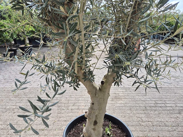 Olijfboom andalucia - olea europaea andalucia - 50 jaar oud - hoogte ca. 250 cm - afbeelding 5 van  6