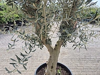 Olijfboom andalucia - olea europaea andalucia - 50 jaar oud - hoogte ca. 250 cm - afbeelding 5 van  6