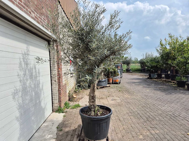 Olijfboom andalucia - olea europaea andalucia - 50 jaar oud - hoogte ca. 250 cm - afbeelding 6 van  6