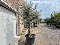Olijfboom andalucia - olea europaea andalucia - 50 jaar oud - hoogte ca. 250 cm - afbeelding 6 van  6