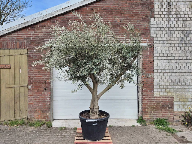 Olijfboom andalucia - olea europaea andalucia - 50 jaar oud - hoogte ca. 250 cm - afbeelding 1 van  6