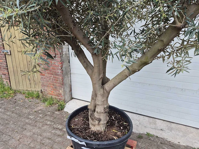 Olijfboom andalucia - olea europaea andalucia - 50 jaar oud - hoogte ca. 250 cm - afbeelding 2 van  6