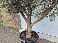 Olijfboom andalucia - olea europaea andalucia - 50 jaar oud - hoogte ca. 250 cm - afbeelding 2 van  6