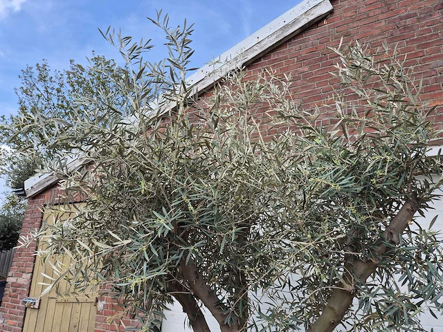 Olijfboom andalucia - olea europaea andalucia - 50 jaar oud - hoogte ca. 250 cm - afbeelding 3 van  6