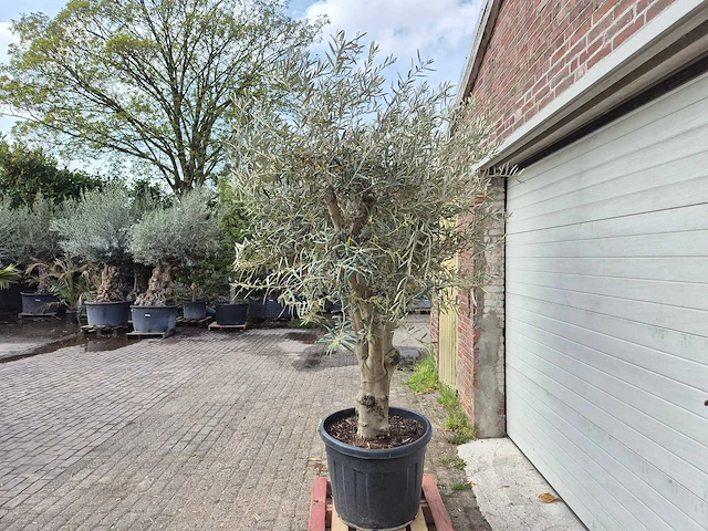 Olijfboom andalucia - olea europaea andalucia - 50 jaar oud - hoogte ca. 250 cm - afbeelding 4 van  6