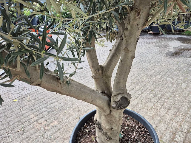Olijfboom andalucia - olea europaea andalucia - 50 jaar oud - hoogte ca. 250 cm - afbeelding 5 van  6