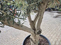 Olijfboom andalucia - olea europaea andalucia - 50 jaar oud - hoogte ca. 250 cm - afbeelding 5 van  6