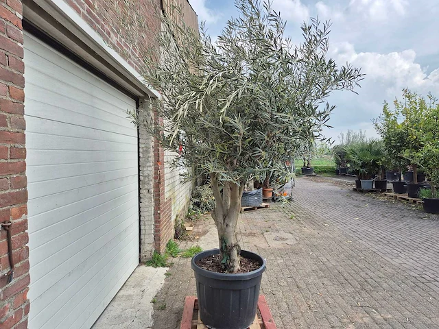Olijfboom andalucia - olea europaea andalucia - 50 jaar oud - hoogte ca. 250 cm - afbeelding 6 van  6