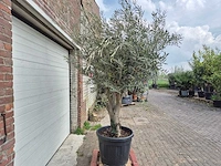 Olijfboom andalucia - olea europaea andalucia - 50 jaar oud - hoogte ca. 250 cm - afbeelding 6 van  6