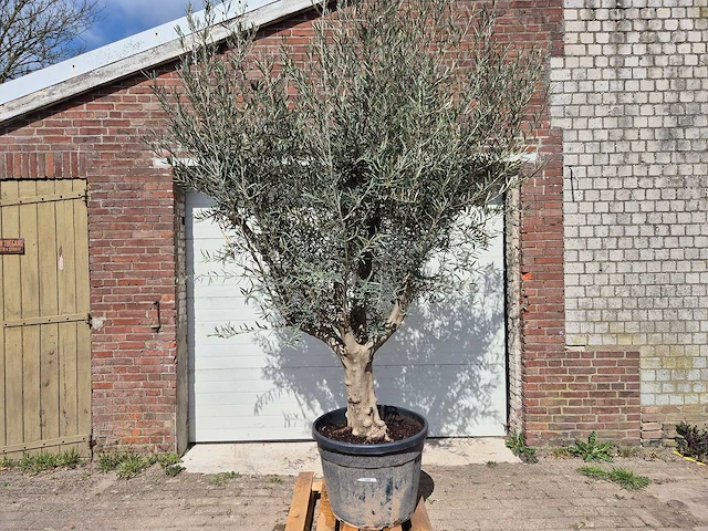 Olijfboom andalucia - olea europaea andalucia - 50 jaar oud - hoogte ca. 250 cm - afbeelding 1 van  5