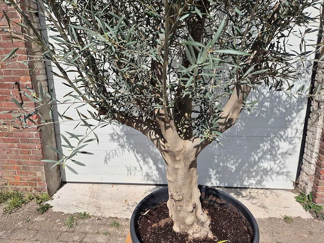 Olijfboom andalucia - olea europaea andalucia - 50 jaar oud - hoogte ca. 250 cm - afbeelding 2 van  5