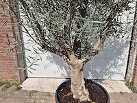 Olijfboom andalucia - olea europaea andalucia - 50 jaar oud - hoogte ca. 250 cm - afbeelding 2 van  5