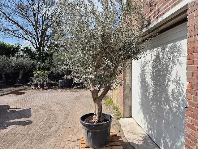 Olijfboom andalucia - olea europaea andalucia - 50 jaar oud - hoogte ca. 250 cm - afbeelding 3 van  5