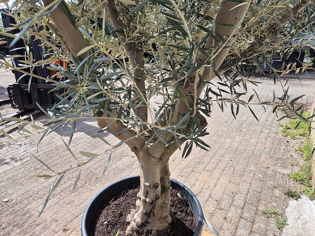 Olijfboom andalucia - olea europaea andalucia - 50 jaar oud - hoogte ca. 250 cm - afbeelding 4 van  5