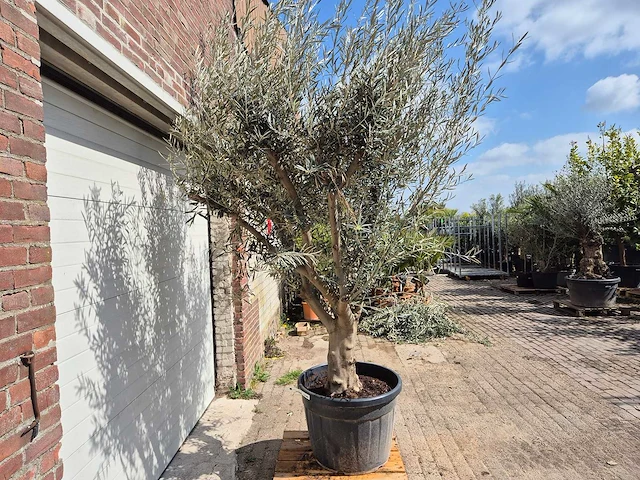 Olijfboom andalucia - olea europaea andalucia - 50 jaar oud - hoogte ca. 250 cm - afbeelding 5 van  5