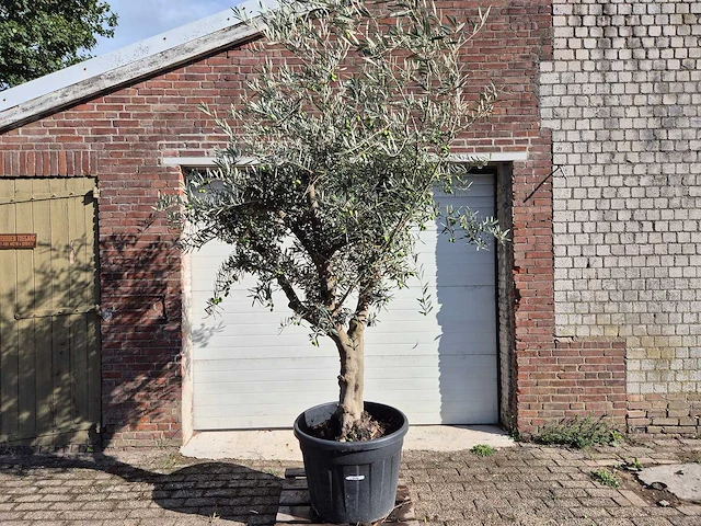 Olijfboom andalucia - olea europaea andalucia - 50 jaar oud - hoogte ca. 250 cm - afbeelding 1 van  6