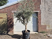 Olijfboom andalucia - olea europaea andalucia - 50 jaar oud - hoogte ca. 250 cm - afbeelding 1 van  6