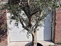 Olijfboom andalucia - olea europaea andalucia - 50 jaar oud - hoogte ca. 250 cm - afbeelding 2 van  6