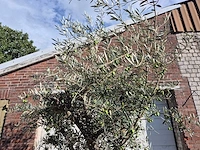 Olijfboom andalucia - olea europaea andalucia - 50 jaar oud - hoogte ca. 250 cm - afbeelding 3 van  6