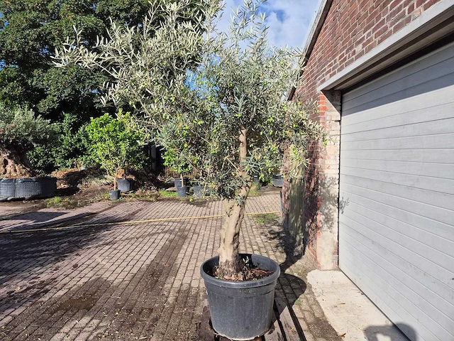 Olijfboom andalucia - olea europaea andalucia - 50 jaar oud - hoogte ca. 250 cm - afbeelding 4 van  6