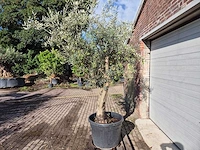 Olijfboom andalucia - olea europaea andalucia - 50 jaar oud - hoogte ca. 250 cm - afbeelding 4 van  6