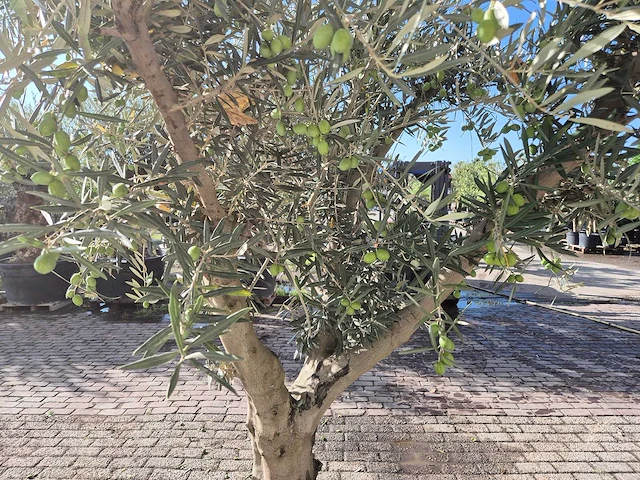 Olijfboom andalucia - olea europaea andalucia - 50 jaar oud - hoogte ca. 250 cm - afbeelding 5 van  6