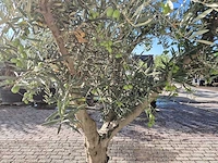 Olijfboom andalucia - olea europaea andalucia - 50 jaar oud - hoogte ca. 250 cm - afbeelding 5 van  6