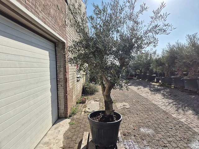 Olijfboom andalucia - olea europaea andalucia - 50 jaar oud - hoogte ca. 250 cm - afbeelding 6 van  6