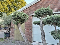 Olijfboom bollen - olea europaea - hoogte ca. 220 cm - afbeelding 3 van  6