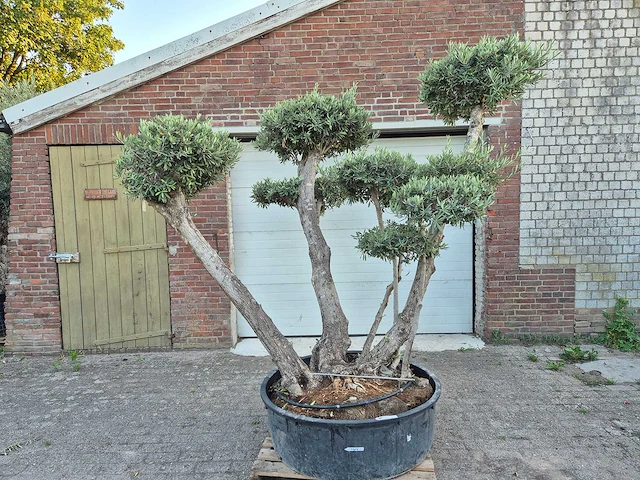 Olijfboom bollen - olea europaea - hoogte ca. 230 cm - afbeelding 1 van  6