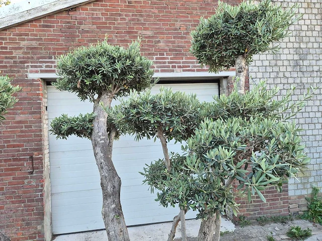 Olijfboom bollen - olea europaea - hoogte ca. 230 cm - afbeelding 2 van  6