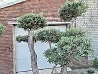 Olijfboom bollen - olea europaea - hoogte ca. 230 cm - afbeelding 2 van  6