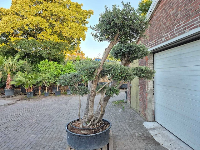 Olijfboom bollen - olea europaea - hoogte ca. 230 cm - afbeelding 4 van  6