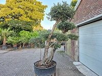 Olijfboom bollen - olea europaea - hoogte ca. 230 cm - afbeelding 4 van  6
