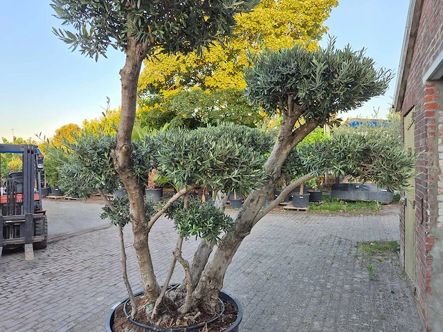 Olijfboom bollen - olea europaea - hoogte ca. 230 cm - afbeelding 5 van  6