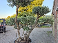 Olijfboom bollen - olea europaea - hoogte ca. 230 cm - afbeelding 5 van  6