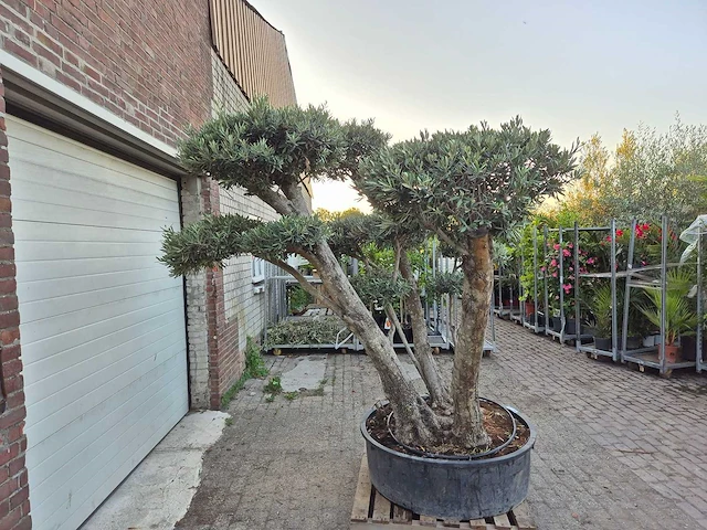 Olijfboom bollen - olea europaea - hoogte ca. 230 cm - afbeelding 6 van  6