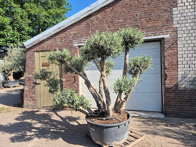 Olijfboom bollen - olea europaea - hoogte ca. 250 cm - afbeelding 1 van  6