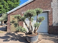 Olijfboom bollen - olea europaea - hoogte ca. 250 cm