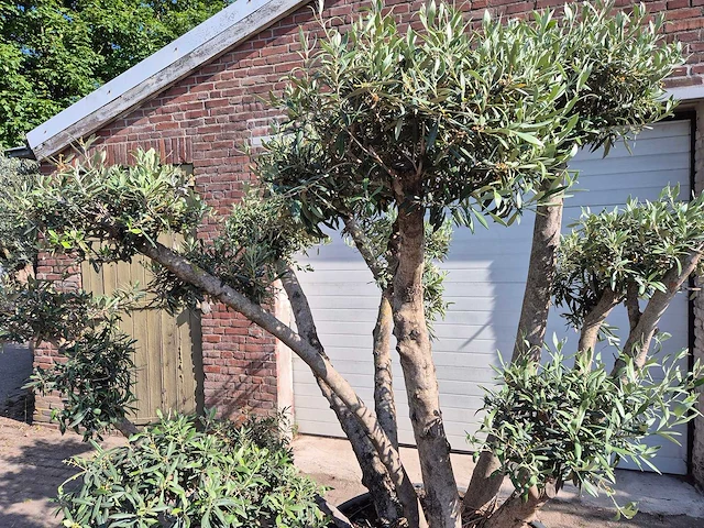 Olijfboom bollen - olea europaea - hoogte ca. 250 cm - afbeelding 2 van  6