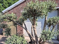 Olijfboom bollen - olea europaea - hoogte ca. 250 cm - afbeelding 2 van  6