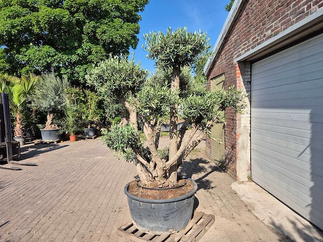 Olijfboom bollen - olea europaea - hoogte ca. 250 cm - afbeelding 3 van  6